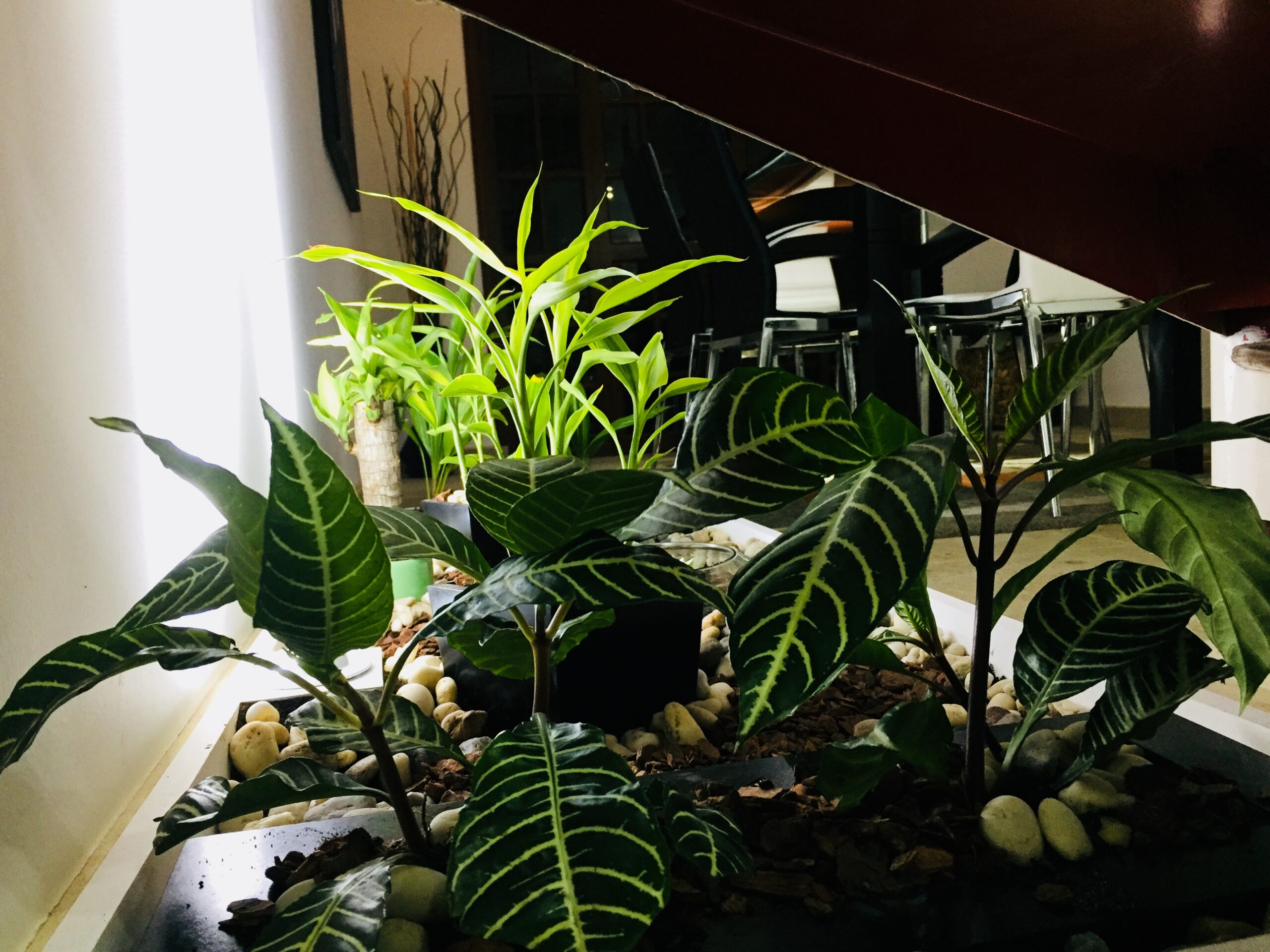 La importancia del diseño en un jardín: más que estética, funcionalidad